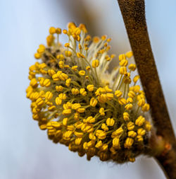 Close-up of yellow flowering plant against sky