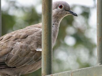 Close-up of owl perching outdoors