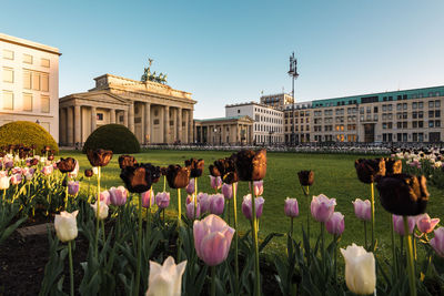 Close-up of tulips against brandenburg gate