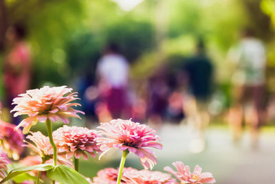 Close-up of pink flowers blooming outdoors