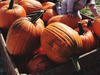 Low section of child playing on pumpkins at farm