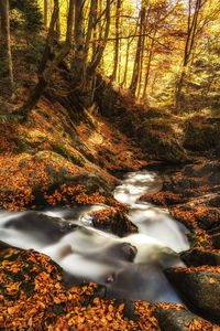 Stream flowing in forest during autumn