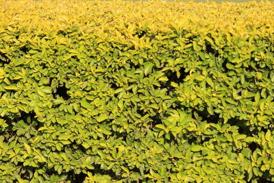 Full frame shot of yellow flowers