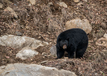 Close-up of bear