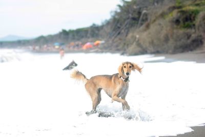 Dog standing on snow covered field