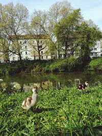 Ducks on grass in park