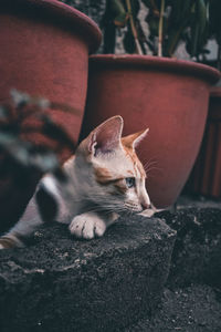 Close-up of a cat on rock