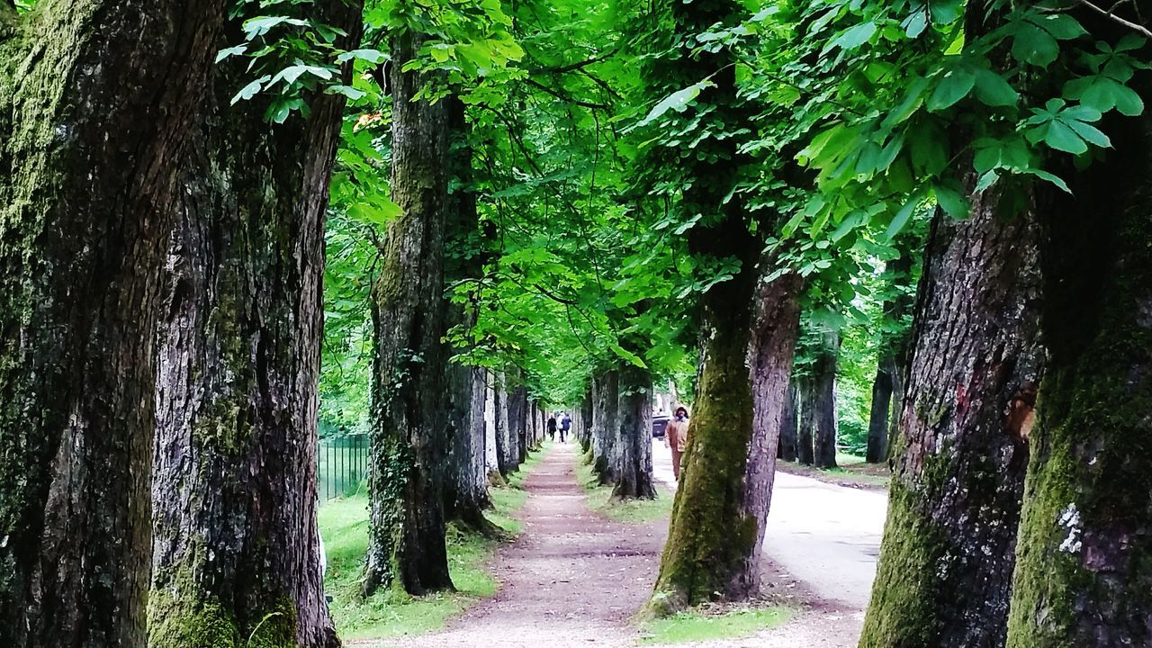 WALKWAY ALONG TREES