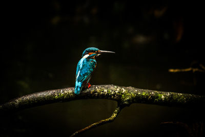 Close-up of bird perching on branch