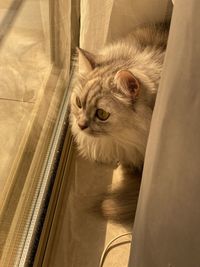 Close-up of a cat looking away