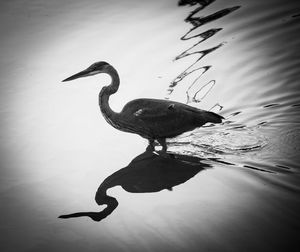 Bird on water against sky