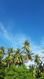 Coconut tree