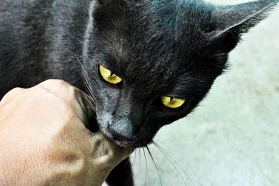 Close-up of cat looking away