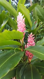 Close-up of pink flowers blooming outdoors