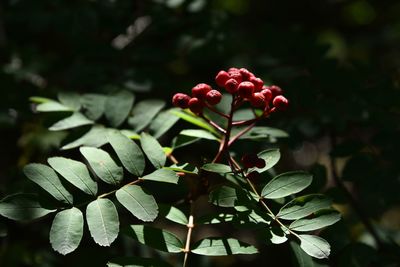 Close-up of berries growing on plant