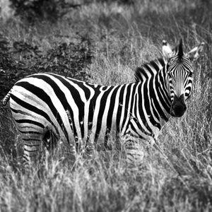 Zebra standing on field