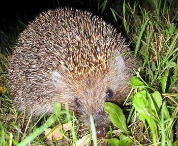 Close-up of snake on field