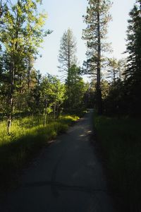 Trees in forest against clear sky