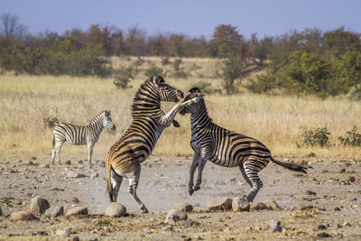 Zebras fighting on land