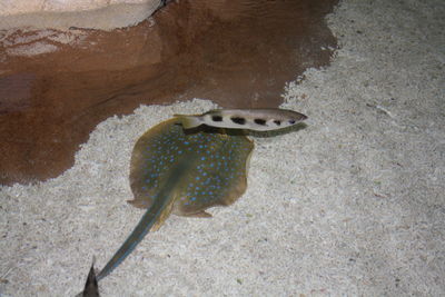 High angle view of lizard on ground