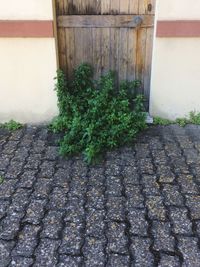 Plants growing by building