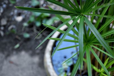 High angle view of potted plant on field
