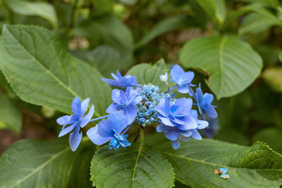 Close-up of purple flowering plant