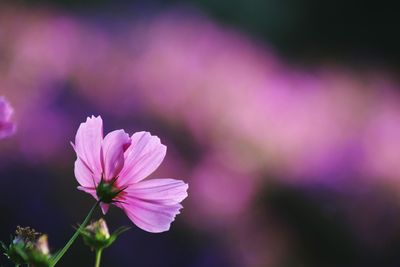 Close-up of pink flowers