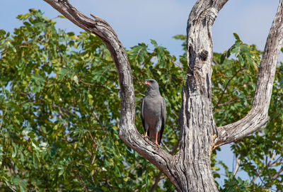 Low angle view of bird perching on tree