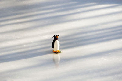 An ice skating penguin in the middle of a ice skate piste in the alps switzerland
