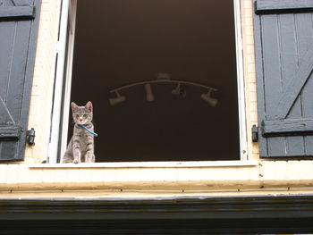 View of a dog looking through window