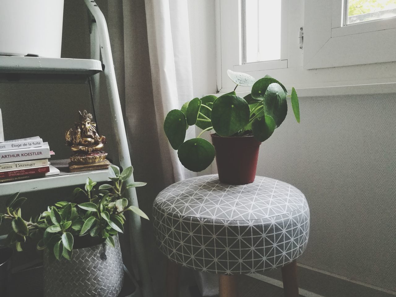 indoors, no people, home interior, growth, leaf, plant, day, close-up, freshness