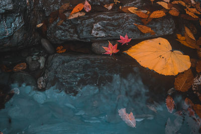 Close-up of maple leaves floating on water