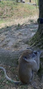 View of sheep on field