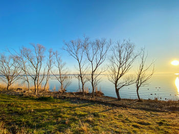 Bare tree on field by sea against sky