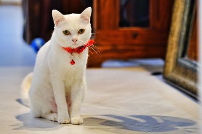 Portrait of white cat on floor at home