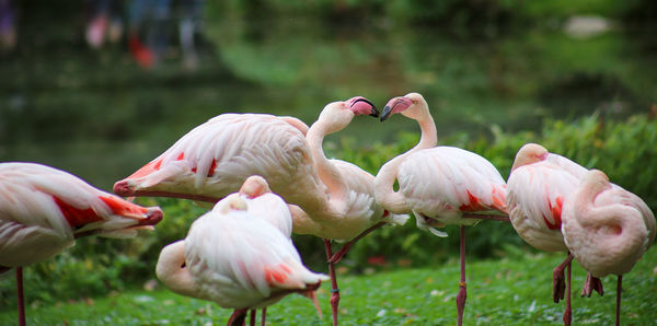 View of birds on field