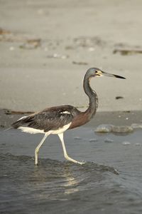 Side view of a bird on beach