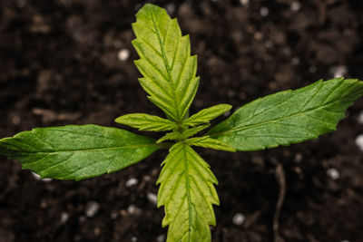 Close-up of green leaves on plant