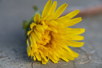 Close-up of yellow flowering plant