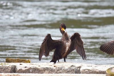 Cormorant spread wings