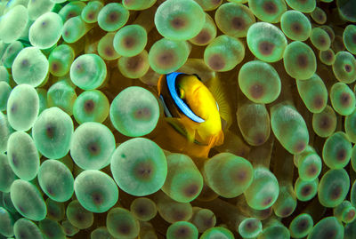 A red sea anemonefish - amphiprion bicinctus - in egypt