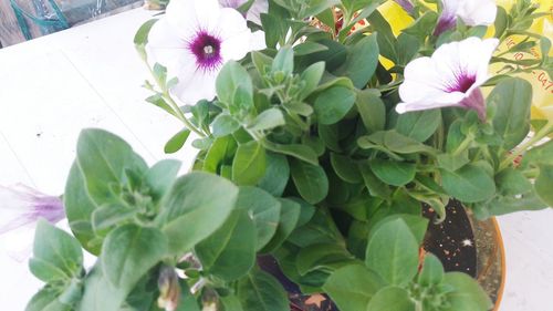 Close-up of flowers blooming outdoors