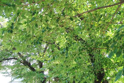 Low angle view of tree in forest