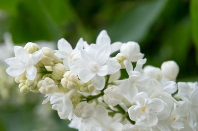 Close-up of white flowers