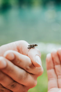 Close-up of hand holding small frog