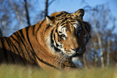 Tiger looking away