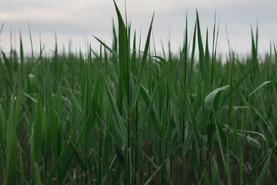 Close-up of crops growing on field against sky