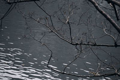 High angle view of bare tree in lake