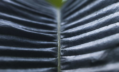 Full frame shot of leaves